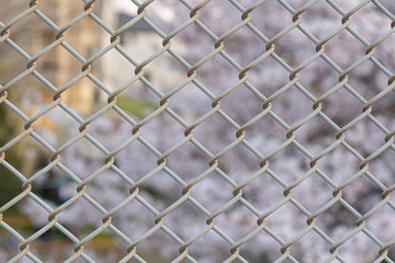 Fototapeta premium フェンスのクローズアップ、背景に桜の花
