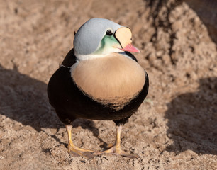 King Eider Duck