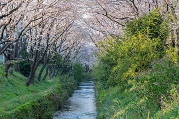 Fototapeta na wymiar 満開の桜の花, 綺麗な小川と緑の土手