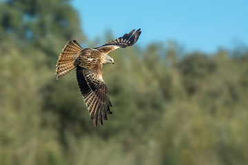 red kite in flight with blue sky in the background