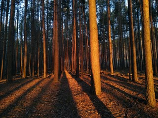 Pine trees at sunset with long shadows