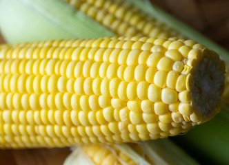 Close up view of ripe sweet corns. Selective focus.