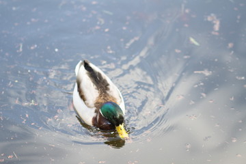 Ducky