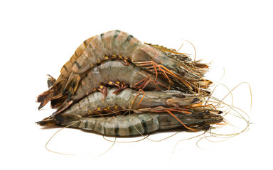 shrimp isolated