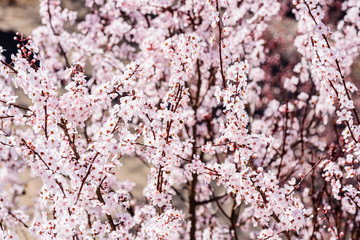 Blossomed cherry flowers in early spring #2