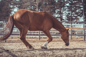 Fototapeta premium portrait of funny young chestnut budyonny gelding horse going to lay in paddock in warm spring daytime