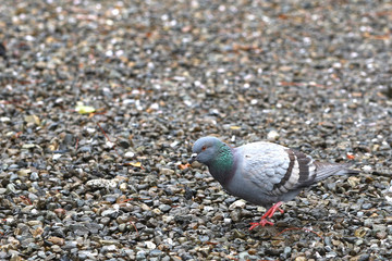 鳩（ハト）