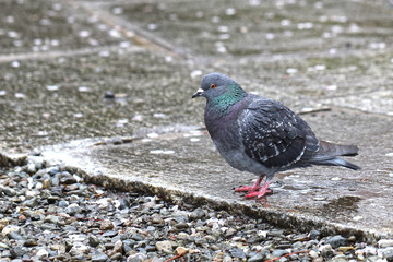 鳩（ハト）