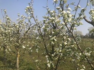 Flowering pear branches with bees at work on a spring day