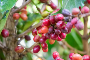 Fresh coffee beans on tree branches