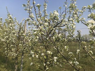 Flowering pear branches with bees at work on a spring day