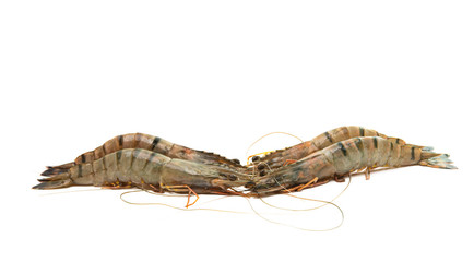 shrimp isolated