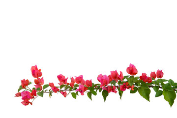 Bougainvilleas isolated on white background. Paper flower .  Save with Clipping path .