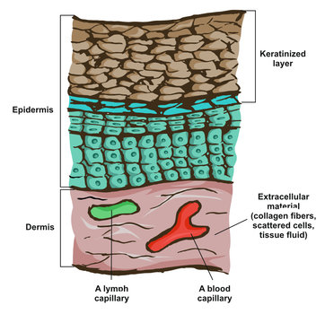 Epidermis (stratified, squamous, keratinized epithelium)