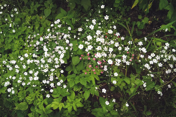 Many small white flowers on a background of greenery, graceful gypsophila blooms white flowers,...