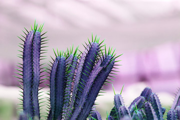 Cactus pot isolated blurred Background or call Cereus tetragonus cactus - Purple nature 