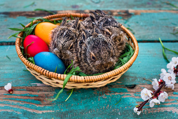Cute little bunnies with natural dye colored easter eggs on rustic wooden table