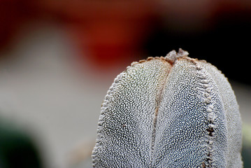 White Cactus is Astrophytum myriostigma , common names: bishop's cap cactus, bishop's hat or bishop's miter cactus with blurred background - Tropical Plant backdrop and beautiful detail