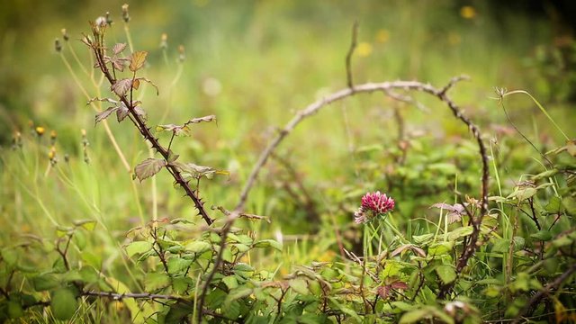 Trifolium pratense (red clover) wild plant surrounded by Rubus ulmifolius (elmleaf blackberry) on a green background in nature