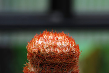 Closeup Turk's Cap Cactus or Melocactus matanzanus  is a genus of cactus and a small, slow grower...