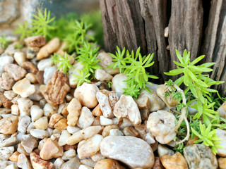 Closeup and crop Little Rock and small Succulents plant