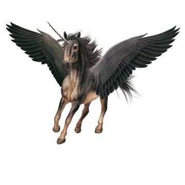 cheval, animal, en vol, volant, licorne, isol&eacute;,  noir, beige, robe rare, sp&eacute;cial, original,  &eacute;talon, mammif&egrave;re, course, , galop, sauvage, chevalin, amoureux des chevaux, courir, ferme, crin, silhouett