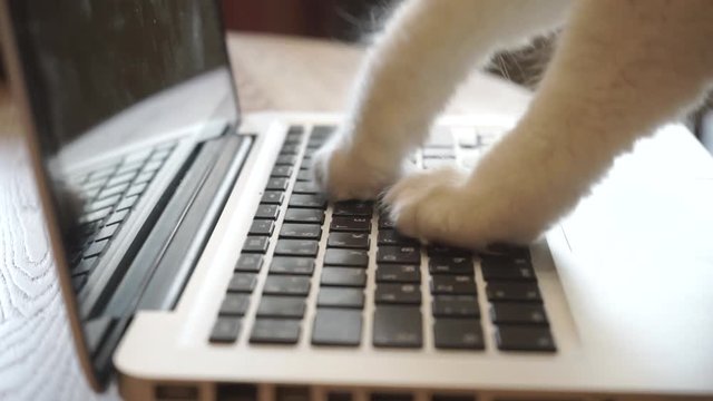 cat is typing on a laptop keyboard. the cat sends a message. clever cat