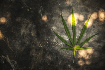 One cannabis leaf on the cement ground