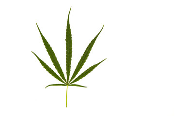 One cannabis leaf on a white background