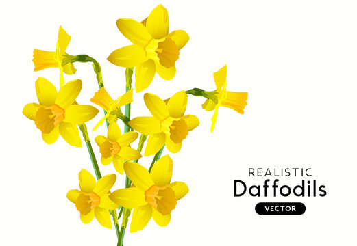 A bunch of realistic yellow daffodil flowers on a white background. Vector illustration