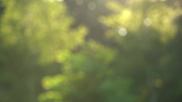 Beautiful green nature bokeh video background of blurry sunset landscape and defocused round particles of poplar pollen flying all around air in evening. 