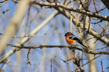 Fototapeta premium beautiful bullfinch on a branch