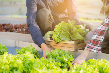 Beautiful young asian man and woman picking up fresh organic vegetable with basket together in the...