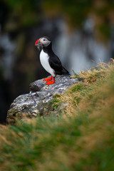 Atlantic Puffin in Iceland