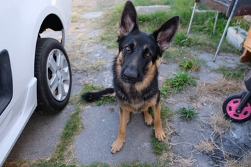 Cute German Sheppard Puppy outside posing
