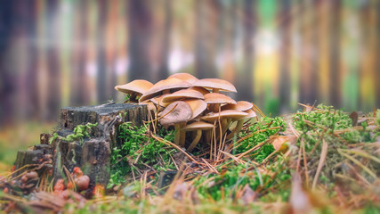 Leśne grzyby © Patrycja Przybylska