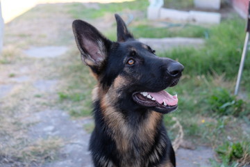 Cute German Sheppard Puppy outside posing