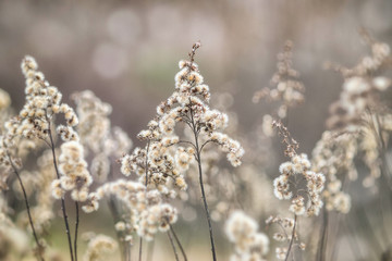 Summer Flower Planters Stock Photos And Royalty Free Images