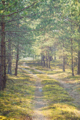 Obraz premium Leśna droga