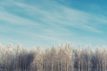 Snowy frozen forest in sunny winter day in Siberia