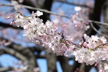 Cherry blossom Saura in Japan