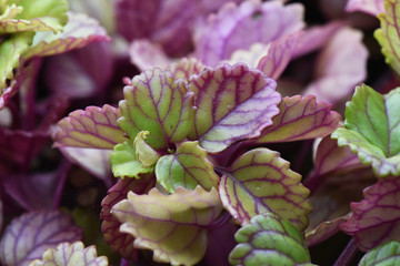Fototapeta premium Plectranthus verticillatus Swedish ivy or begonia whorled plectranthus crass plant widely cultivated indoors for its fleshy and evergreen leaves with dark red venation