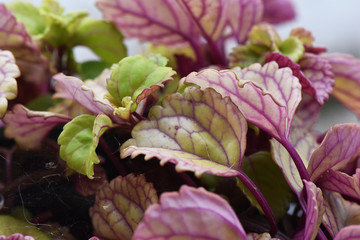 Plectranthus verticillatus Swedish ivy or begonia whorled plectranthus crass plant widely cultivated indoors for its fleshy and evergreen leaves with dark red venation