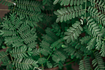 green fern leaves