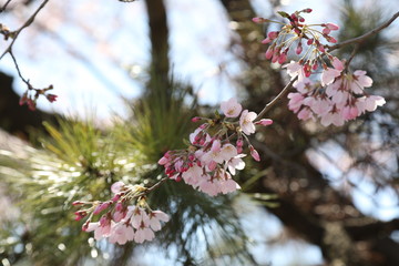 Japanese Sakura and Pines