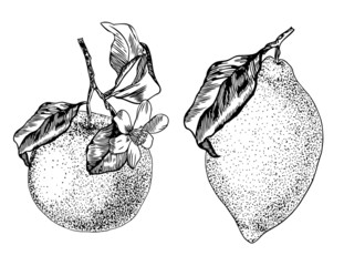 Lemon and orange citrus set - vintage engraving illustration