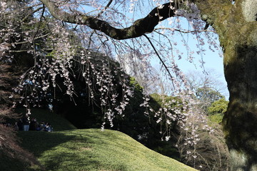 Cherry blossom tree in Japanese garden