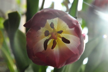 red and yellow tulip