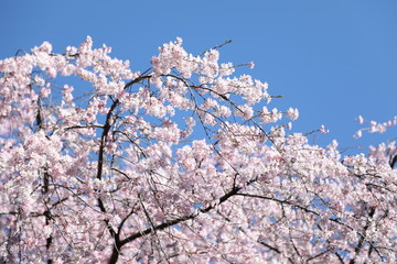 cherry tree blossom