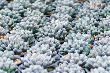 closeup white haworthia cooperi cactus or succulent flower pot in the garden - Houseplant gardening backdrop and beautiful detail background